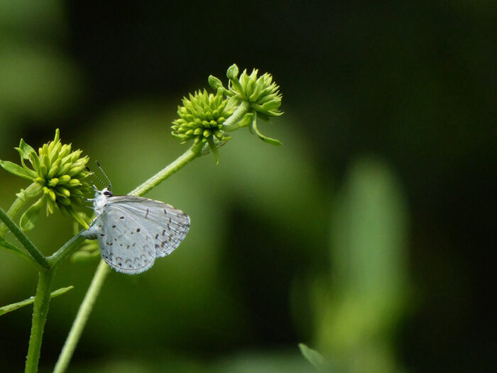 A white butterfly sitting on a green flower
