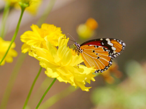 An orange and red butterfly with white spots sits atop a yellow daffodil.